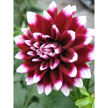 Dahlia ’Mystery Day’ - Spring