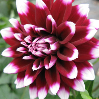 Dahlia ’Mystery Day’ - Spring