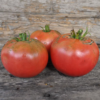 Damsel Tomato (Organic F1 Hybrid 73 Days) - Vegetables