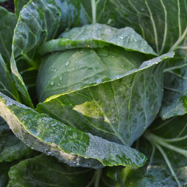 The Compost Chopper VS Head of Cabbage 