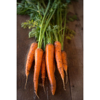 Danvers Half Long Carrot (Heirloom 75 days) - Vegetables