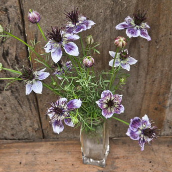 Delft Blue Nigella - Flowers