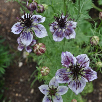 Delft Blue Nigella - Flowers