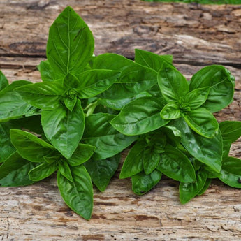 Dolce Fresca Basil - Herbs