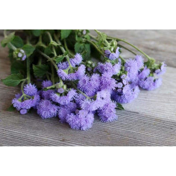 Dondo Blue Ageratum - Flowers