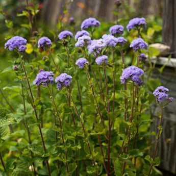 Dondo Blue Ageratum - Flowers