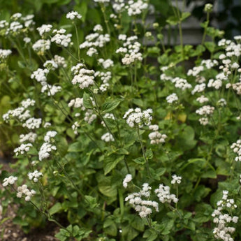 Dondo White Ageratum - Flowers