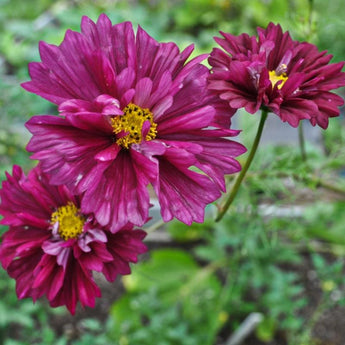 Double Click Cranberries Cosmos - Flowers