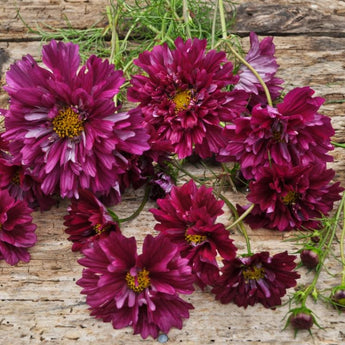 Double Click Cranberries Cosmos - Flowers