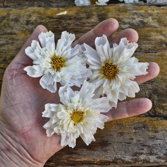 Double Click Snow Puff Cosmos - Flowers