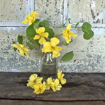 Double Delight Cream Nasturtium - Flowers