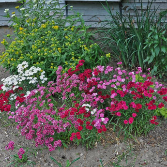 Double Dynasty Mix Dianthus - Flowers