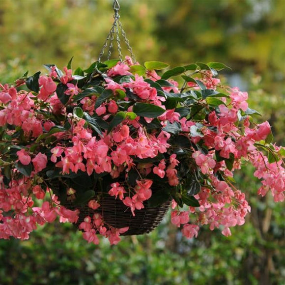 Dragon Wing Pink Begonia – Pinetree Garden Seeds