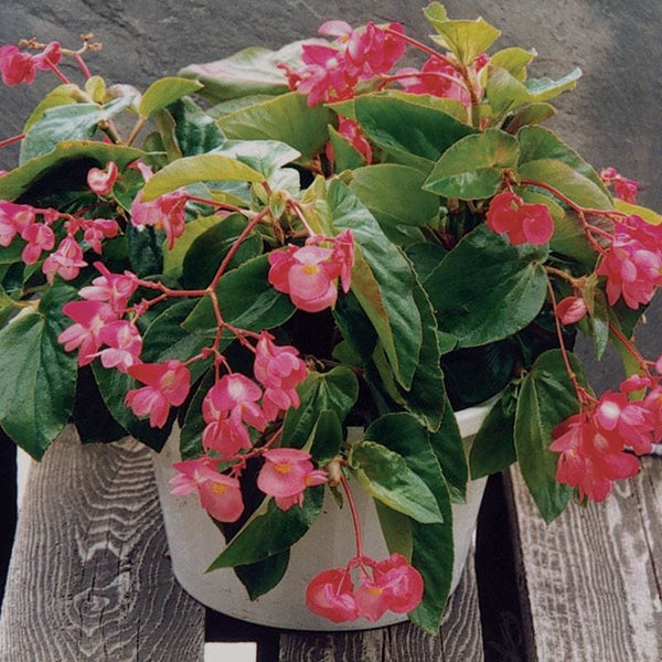 BabyWing Pink Begonia (Begonia 'BabyWing Pink') in Drums