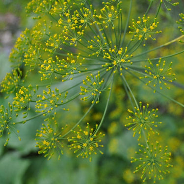 Dukat Strain Dill – Pinetree Garden Seeds