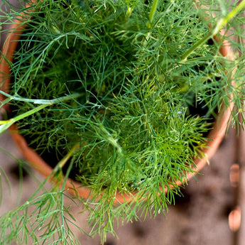 Dukat Strain Dill - Herbs