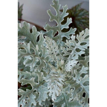 Cineraria - Dusty Miller - Flowers