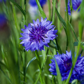 Dwarf Blue Centaurea - Flowers