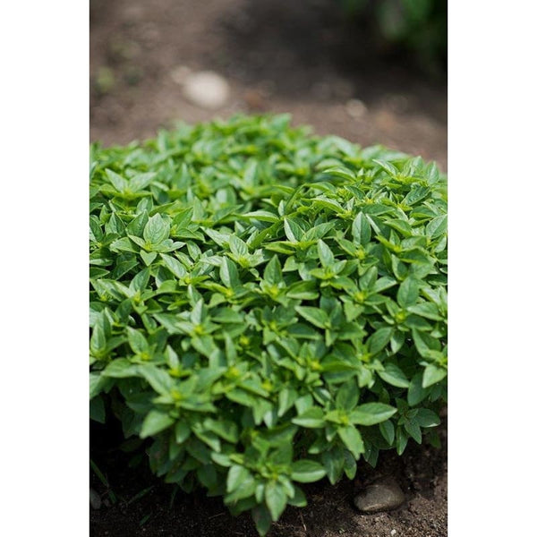 Dwarf Greek Basil Pinetree Garden Seeds