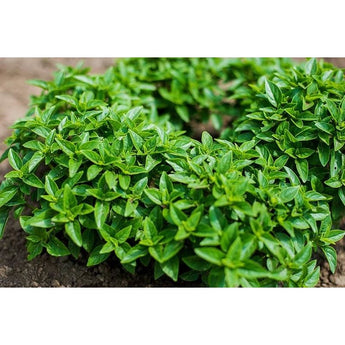 Dwarf Greek Basil - Herbs