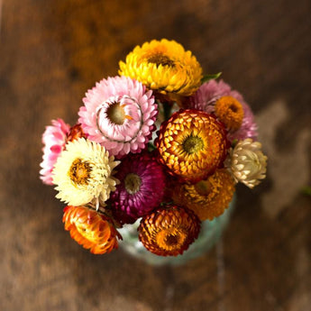 Dwarf Mix Strawflower - Flowers