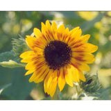 Dwarf Music Box Sunflower – Pinetree Garden Seeds