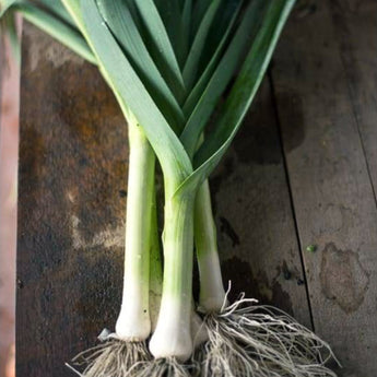 Early Giant Leek (95 Days) - Vegetables