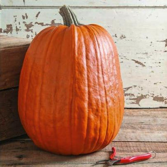 Early Giant Pumpkin (F1 Hybrid 95 Days) - Vegetables