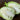 Early Jersey Wakefield Cabbage (Heirloom 60-75 Days) - Vegetables