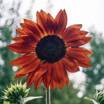 Earthwalker Sunflower - Flowers