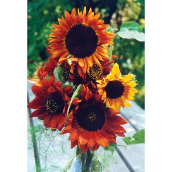 Sunflower - Earthwalker - Flowers