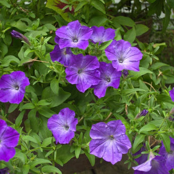 Easy Wave Lavender Sky Blue Petunia