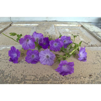 Easy Wave Lavender Sky Blue Petunia