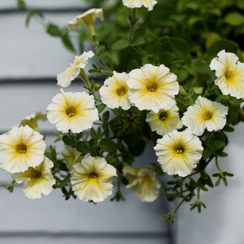 Easy Wave Yellow Petunia - Flowers