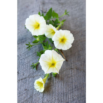 Easy Wave Yellow Petunia - Flowers