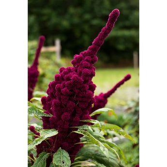 Elephant Head Amaranth - Flowers