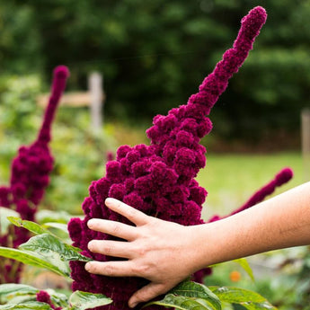 Elephant Head Amaranth - Flowers