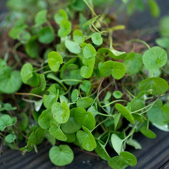 Emerald Falls Dichondra - Flowers