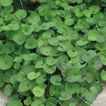 Emerald Falls Dichondra - Flowers