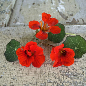 Empress of India Nasturtium - Flowers