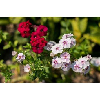 Ethnie Phlox Dwarf Mix - Flowers