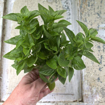 Everleaf Emerald Towers Basil