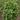 Everleaf Emerald Towers Basil