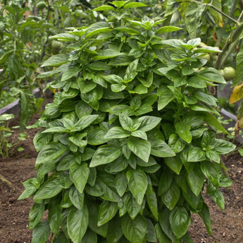 Everleaf Emerald Towers Basil