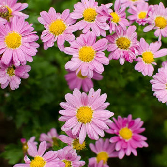 Fall Mum Chrysanthemum - Flowers