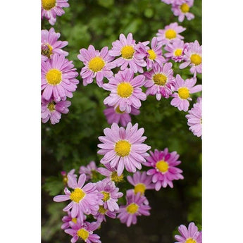 Chrysanthemum - Fall Mum - Flowers