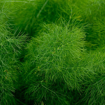 Fennel - Herbs