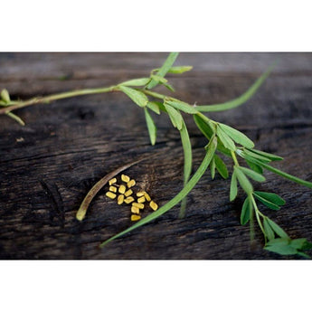 Fenugreek - Herbs