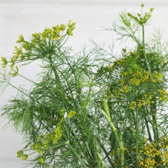 Fernleaf Dill - Herbs