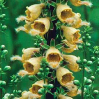 Ferruginea Foxglove - Flowers